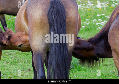 Exmoor Pony (Equus Przewalskii F. Caballus), zwei Fohlen saugen, Deutschland, Schleswig-Holstein Stockfoto