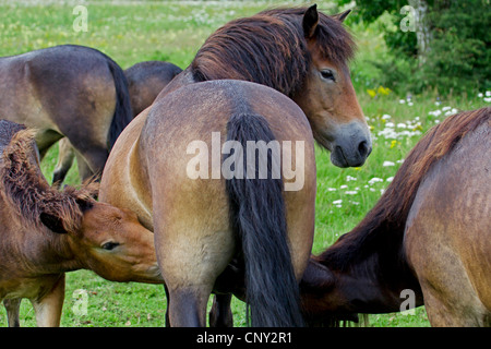 Exmoor Pony (Equus Przewalskii F. Caballus), zwei Fohlen saugen, Deutschland, Schleswig-Holstein Stockfoto