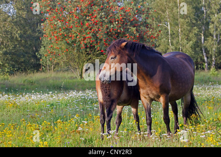 Exmoor Pony (Equus Przewalskii F. Caballus), Stute mit Fohlen auf einer Wiese, Deutschland, Schleswig-Holstein Stockfoto