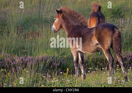 Exmoor Pony (Equus Przewalskii F. Caballus), zwei Fohlen auf einer Wiese, Deutschland, Schleswig-Holstein Stockfoto