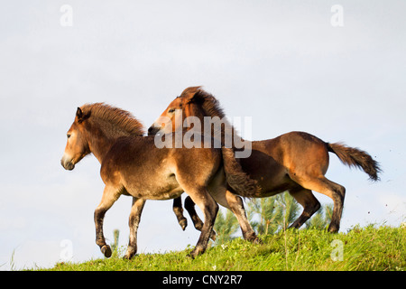 Exmoor Pony (Equus Przewalskii F. Caballus), zwei Fohlen auf einer Wiese, Deutschland, Schleswig-Holstein Stockfoto