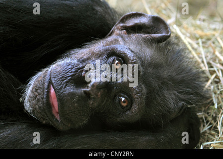 gemeinsame Schimpanse (Pan Troglodytes), liegen in Seitenlage, Porträt Stockfoto