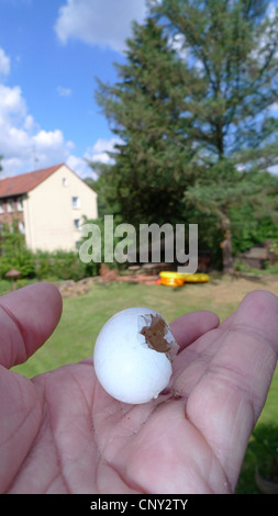 Ringeltaube (Columba Palumbus), nahm Ei gefunden im Garten, Deutschland Stockfoto