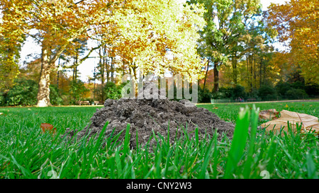 Europäischer Maulwurf (Talpa Europaea), Maulwurfshügel in einem Park, Deutschland Stockfoto