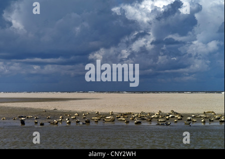 Harbor Seal, gemeinsamen Dichtung (Phoca Vitulina), Dichtungen, liegend auf einer Sandbank Langeoog, Deutschland, Niedersachsen, Langeoog Stockfoto