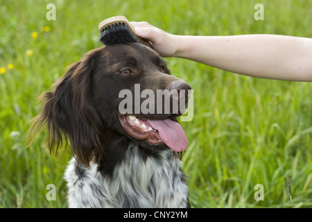 Kleines Munsterlander (Canis Lupus F. Familiaris), immer auf einer Wiese gebürstet Stockfoto