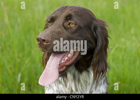 Kleines Munsterlander (Canis Lupus F. Familiaris), Hecheln, Porträt Stockfoto