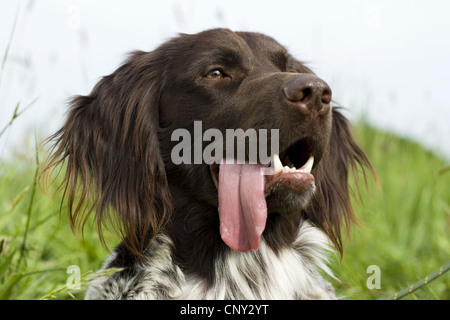 Kleines Munsterlander (Canis Lupus F. Familiaris), Hecheln, Porträt Stockfoto