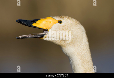 Singschwan (Cygnus Cygnus), mit der Aufforderung, Schweden Stockfoto