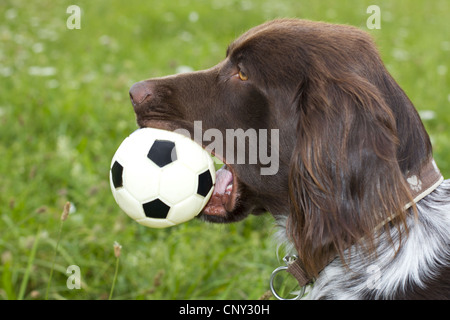 Kleines Munsterlander (Canis Lupus F. Familiaris), mit Ball in die Schnauze Stockfoto