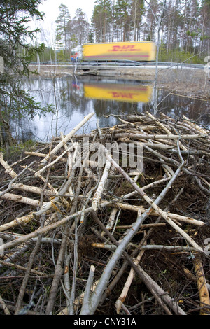 Eurasische Biber, europäische Biber (Castor Fiber), Lodge gebaut durch europäische Biber, Schweden Stockfoto