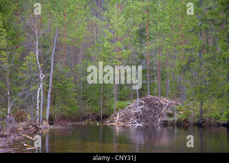 Eurasische Biber, europäische Biber (Castor Fiber), Lodge gebaut durch europäische Biber, Schweden Stockfoto