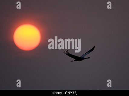 Kraniche (Grus Grus), fliegen in der Silhouette gegen Sonnenuntergang, Schweden, Sees Stockfoto