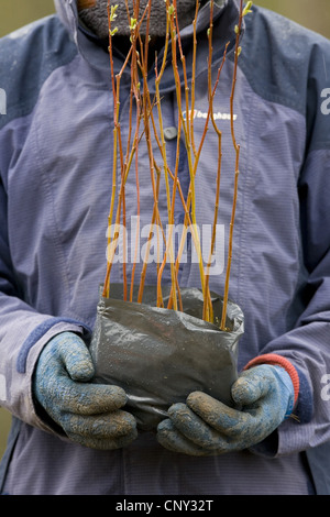 Person, die Baumsetzlinge bei der Pflanzung Sitzung, Großbritannien, Schottland Stockfoto