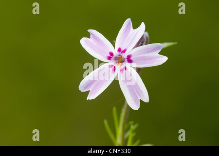Boden rosa, rosa Moos, Moos-Phlox, candy Streifen (Phlox Subulata), Blume Stockfoto