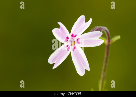 Boden rosa, rosa Moos, Moos-Phlox, candy Streifen (Phlox Subulata), Blume Stockfoto