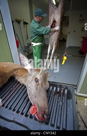 Rothirsch (Cervus Elaphus), kontrolliert Hirsch Stalker Schlachtung und Verarbeitung Rotwild Hinds als Teil der Keulung, Großbritannien, Schottland Stockfoto