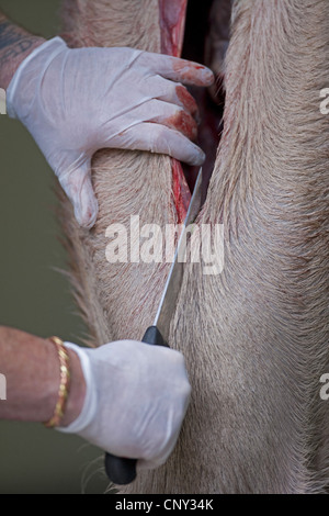 Rothirsch (Cervus Elaphus), Reh Stalker Schlachten und Verarbeitung eines Tieres im Rahmen kontrollierter Schlachtung, Großbritannien, Schottland Stockfoto