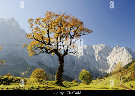 Bergahorn, große Ahorn (Acer Pseudoplatanus), im Herbst, Deutschland, Bayern, Grosser Ahornboden, Karwendel, Engadin Stockfoto