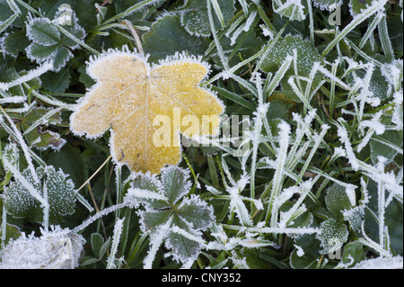 Bergahorn, große Ahorn (Acer Pseudoplatanus), Blätter mit Raureif auf dem Boden, Deutschland, Bayern Stockfoto