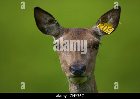 Rothirsch (Cervus Elaphus), Hinterbeine auf Hirschfarm mit Ohrmarke, Großbritannien, Schottland, Strathfarrar Stockfoto