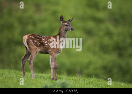 Rothirsch (Cervus Elaphus), fawn Rothirsch in Field, Großbritannien, Schottland Stockfoto