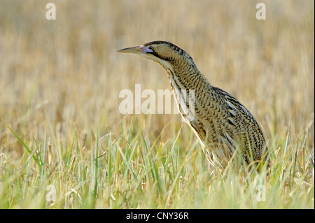 Eurasische Rohrdommel (Botaurus Stellaris), auf einer Wiese, Österreich, Burgenland Stockfoto