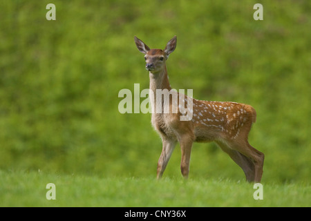 Rothirsch (Cervus Elaphus), fawn Rothirsch in Field, Großbritannien, Schottland Stockfoto