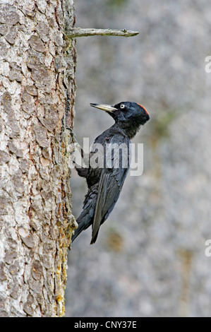 Schwarzspecht (Dryocopus Martius), sitzen an einem Baumstamm, Österreich, Salzburg Stockfoto