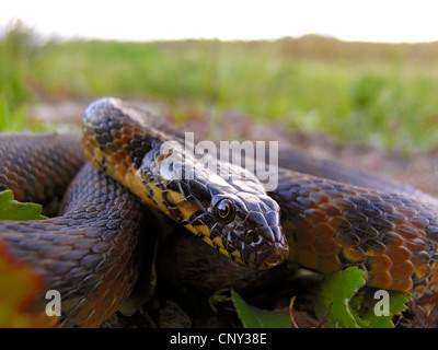 viperine Schlange, viperine Ringelnatter (Natrix Maura), Porträt, Spanien, Extremadura Stockfoto