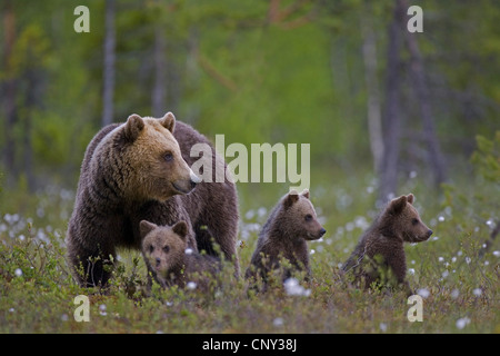 Europäischer Braunbär (Ursus Arctos Arctos), Mutter und Jungtiere, Finnland Martinselkonen Wildnis Zentrum Stockfoto