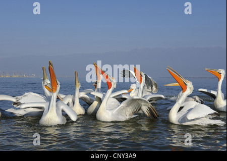 Krauskopfpelikan (Pelecanus Crispus) schwimmen Gruppe suchen, ist gefüttert, Griechenland, Mazedonien, Kerkini-See Stockfoto