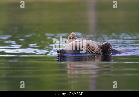 Europäischer Braunbär (Ursus Arctos Arctos), Schwimmen im Waldschwimmbad, Finnland Martinselkonen Wildnis Zentrum Stockfoto