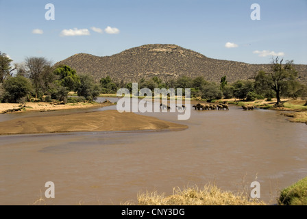 Afrikanischer Elefant (Loxodonta Africana), afrikanische Elefanten, die Überquerung des Flusses Ewaso N'giro in Samburu NP, Kenya, Samburu National Reserve Stockfoto