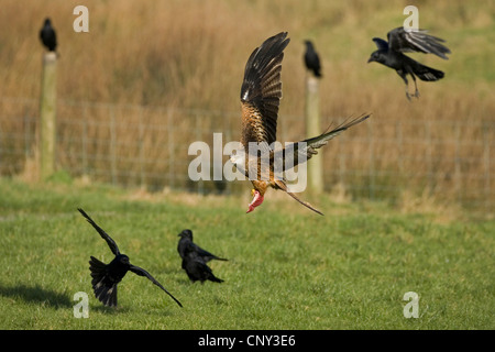 Rotmilan (Milvus Milvus), im Flug Abholung Fleisch an Futterstation mit Rabenvögel in Anwesenheit, Vereinigtes Königreich, Wales Stockfoto