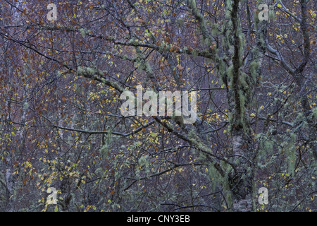 gemeinsamen Birke, Birke, Europäische weiße Birke, weiß-Birke (Betula Pendel, Betula Alba), Flechten bedeckten Birken in Regen, Großbritannien, Schottland, Glen Affric Stockfoto