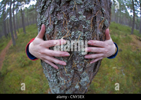 Föhre, Scots Kiefer (Pinus Sylvestris), Frau umarmt Scots Kiefer Baum, Großbritannien, Schottland, Cairngorms-Nationalpark Stockfoto