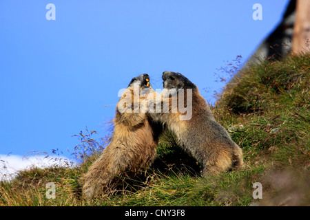 Alpen-Murmeltier (Marmota Marmota), zwei Tiere kämpfen Holzkreuz auf einem grasbewachsenen Berghang, Österreich, Nationalpark Hohe Tauern, Großglockner Stockfoto