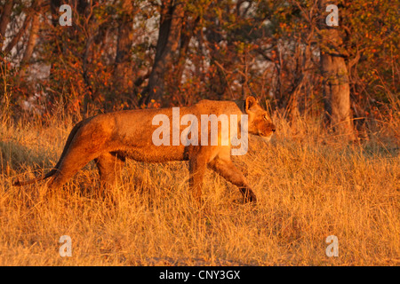 Löwe (Panthera Leo), Löwin, Botswana Chobe-Nationalpark Stockfoto