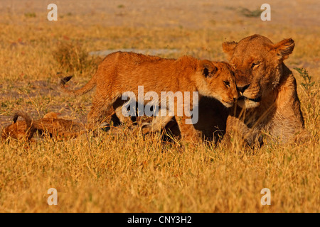 Löwe (Panthera Leo), Löwin &amp; Jungtiere, Botswana Chobe-Nationalpark Stockfoto