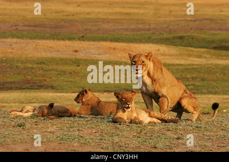 Löwe (Panthera Leo), Löwin mit jungen ruhen, Botswana Chobe-Nationalpark Stockfoto