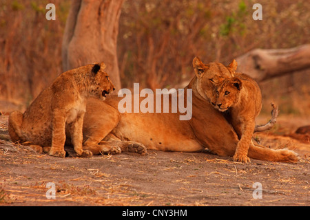 Löwe (Panthera Leo), Löwin mit jungen, Botswana Chobe National Park Stockfoto