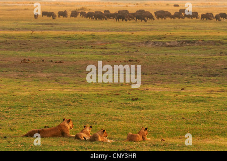 Löwe (Panthera Leo), Löwin mit jungen ruhen, Botswana Chobe-Nationalpark Stockfoto