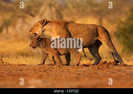 Löwe (Panthera Leo), Löwin mit jungen am Abend Licht, Botswana Chobe-Nationalpark Stockfoto