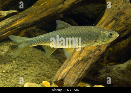 Hasel (Leuciscus Leuciscus), vor Totholz Stockfoto