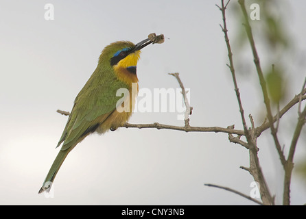 kleine Biene-Esser (Merops percivali), auf einem Ast mit Wurm in seinem Schnabel, Kenia, Nairobi Nationalpark Stockfoto