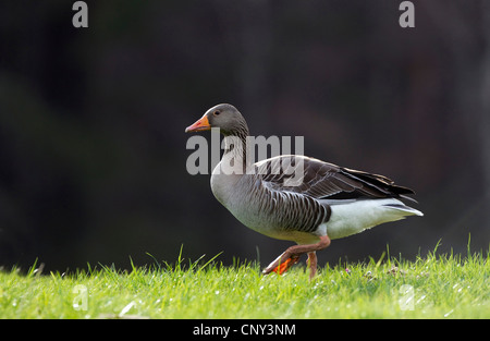 Graugans (Anser Anser), im Frühjahr Weiden Abend Licht, Großbritannien, Schottland, Cairngorm National Park Stockfoto