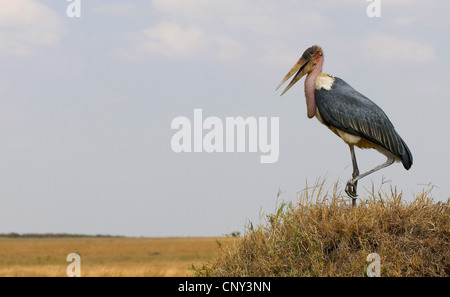 Marabou Storch (Leptoptilos Crumeniferus), stehend auf einem grasbewachsenen Hügel mit offenen Schnabel, Kenia, Masai Mara Nationalpark Stockfoto