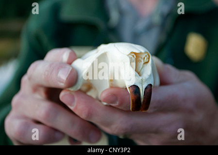 Nordamerikanische Biber, kanadische Biber (Castor Canadensis, Castor Fiber Canandensis), Park-Ranger im Gespräch mit Touristen über Biber neben Biber Teich, USA, Wyoming, Grand Teton NP Stockfoto