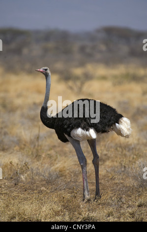 Somali-Strauß (Struthio Camelus Molybdophanes), in der Savanne, Kenya, Samburu National Reserve Stockfoto